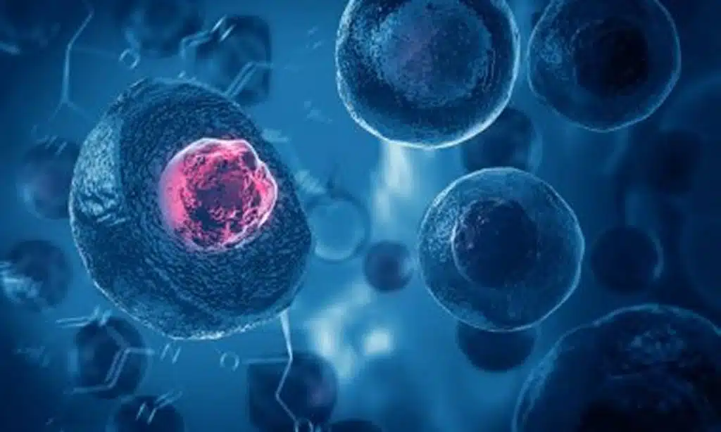 adipose-derived stem cells sebring florida stem cells cellular therapy