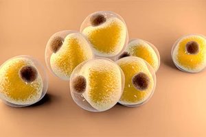 Adipose Derived Stem cells therapy tissue Adipose Derived Stem cells therapy tissue